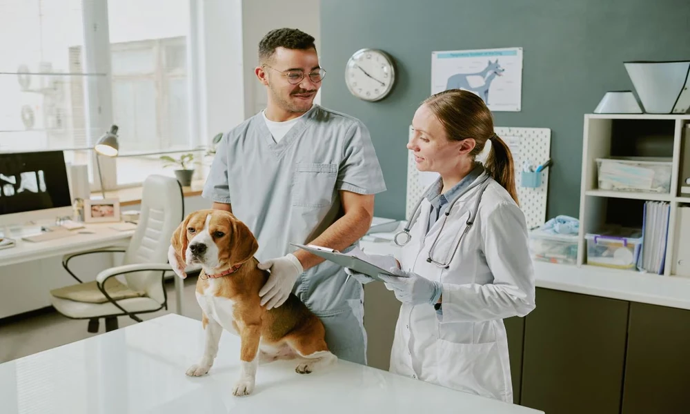 3 Key Differences Between Mobile Vets And Traditional Clinics